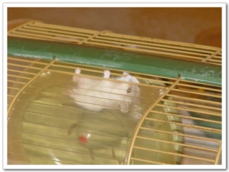 hamster17.jpg